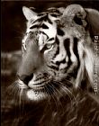Unknown Untitled Tiger painting